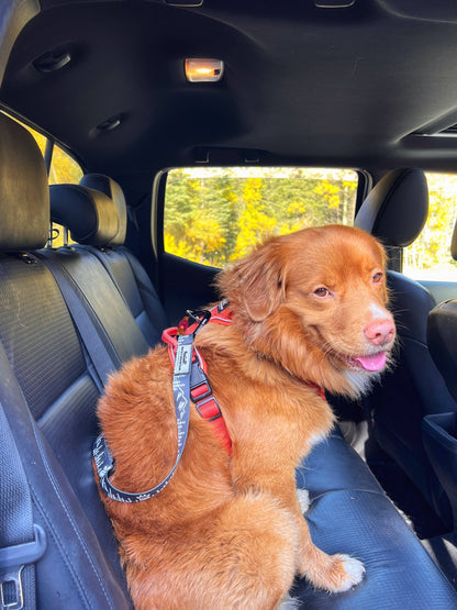 Dispositif de retenue à fermoir pour chien Carsafe 🍁