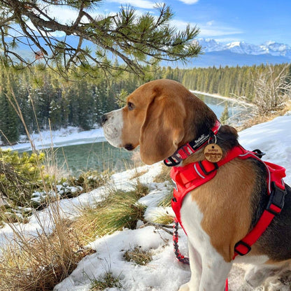 Harnais tout terrain pour chien – RockyMountains 🍁